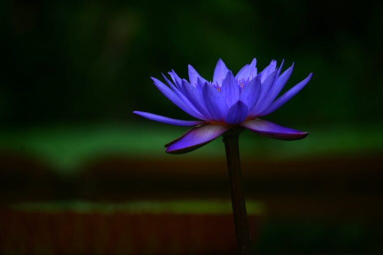 Blue Lotus for Dark Spots