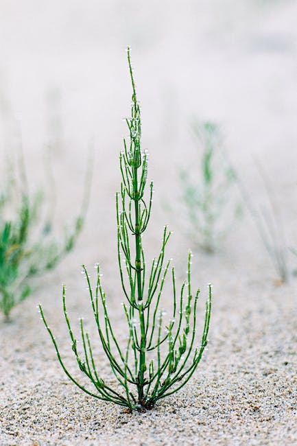 Horsetail for Dark Spots