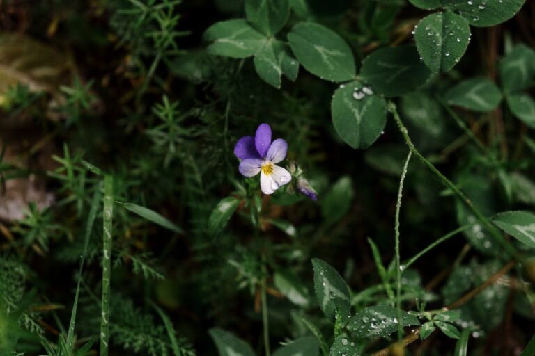 Pansy for Dark Spots