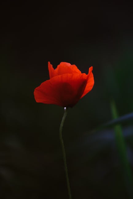 Red Poppy for Dark Spots