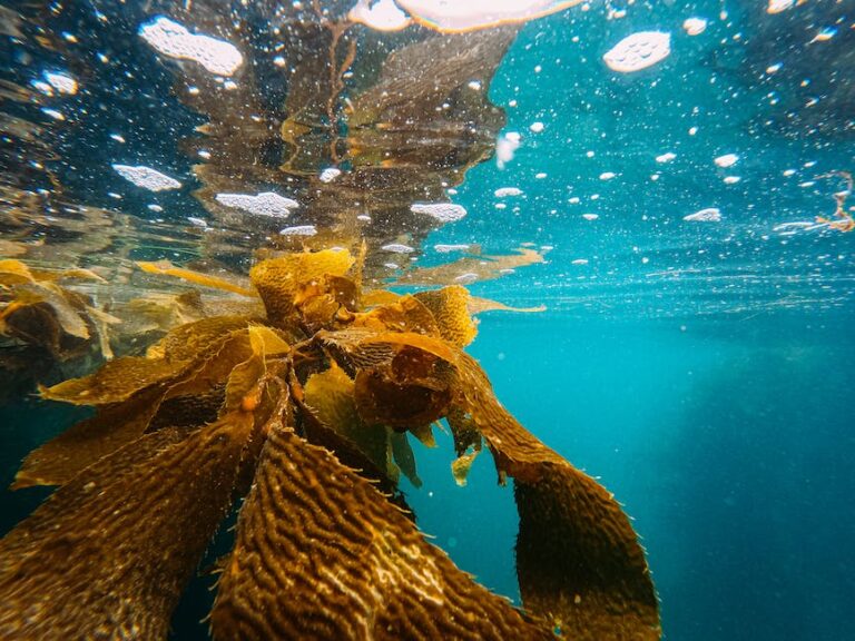 Sea Kelp for Dark Spots