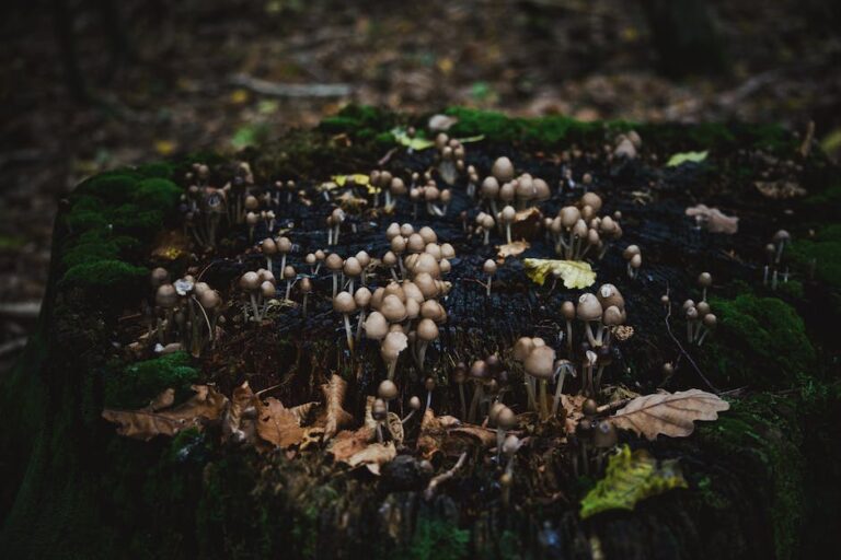 Shiitake Mushroom for Dark Spots