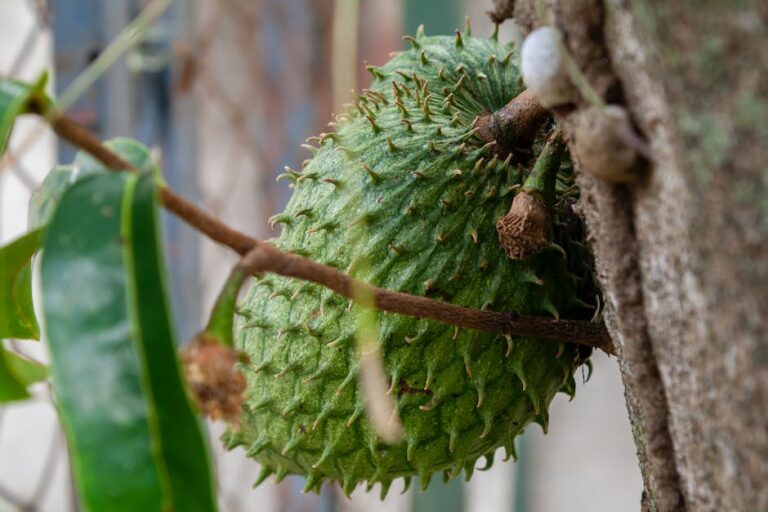 Soursop for Dark Spots