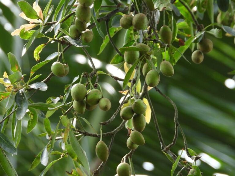 Tamanu for Dark Spots