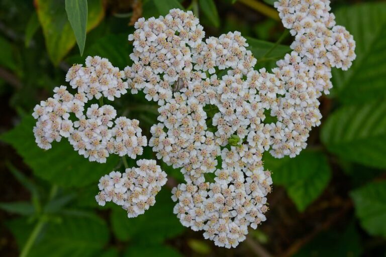 Yarrow for Dark Spots